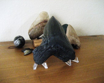 5 7/8" Deformed Megalodon Shark Tooth sharks teeth