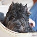Propietario de <a href='https://www.etsy.com/mx/shop/BlackDogMarket?ref=l2-about-shopname&from_page=listing' class='wt-text-link'>BlackDogMarket</a>