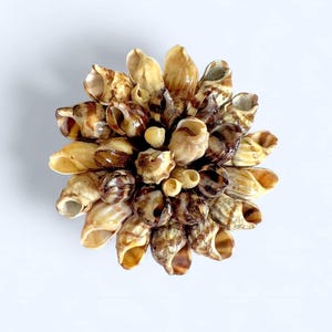 May include: A decorative arrangement of various seashells, forming a flower-like shape. The shells display a range of colors, including tan, brown, and cream, with intricate patterns and textures. The arrangement is set against a plain white background.