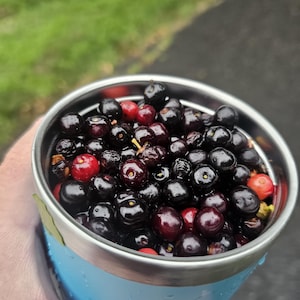 May include: A light blue insulated tumbler filled to the brim with a collection of small, round, dark purple and black berries, interspersed with a few bright red berries, featuring a metallic silver rim and a smooth, matte-textured exterior surface.