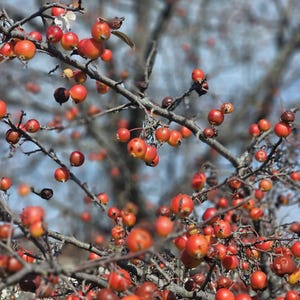 May include: Close-up of a tree branch laden with small, round, red berries. The berries are clustered along the bare, brown branches, with a few berries scattered in the air. The background is a soft, blurred blue sky.