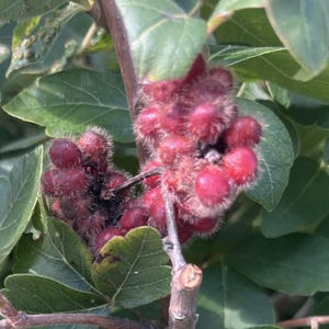 May include: A cluster of fuzzy, deep red sumac berries growing on a woody stem, surrounded by serrated green leaves. The small, round drupes are covered in fine, hair-like textures, creating a dense, textured appearance on the plant branch.