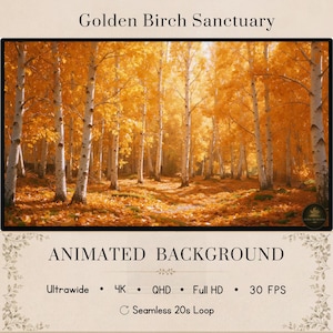 Sunlit Golden Birch Live Wallpaper | Dreamy Autumn Birch Forest Animated Background | Cozy Fall Tree Desktop & Stream Background 4K