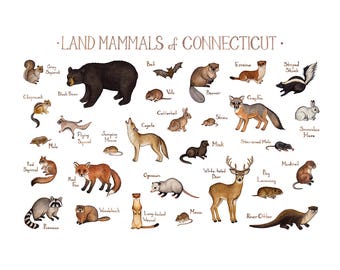 mammals field