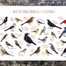 Florida Backyard Birds Field Guide Art Print / Watercolor | Etsy