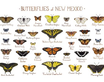 North Carolina Butterflies Field Guide Art Print / Butterfly | Etsy