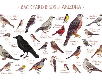 Massachusetts Backyard Birds Field Guide Art Print / | Etsy