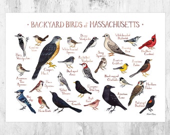 Massachusetts Birds Etsy