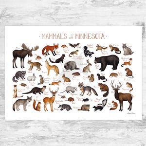 Minnesota Field Guide Kunstdruck / Tiere von Minnesota / Aquarell Malerei / Natur Poster / Naturbild / Naturbild / Poster