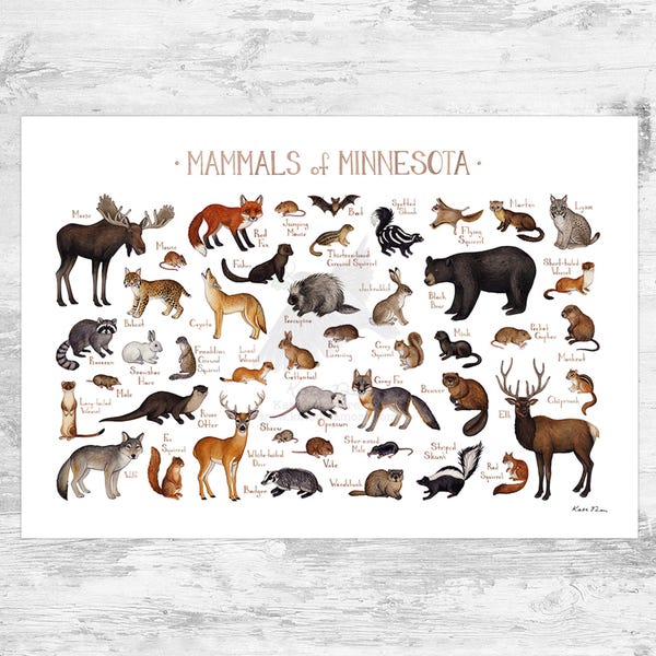 Minnesota Mammals Field Guide Art Print  / Animals of Minnesota / Watercolor Painting / Wall Art / Nature Print / Wildlife Poster