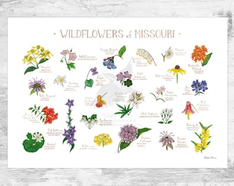 Missouri Wildflowers Field Guide Art Print / Common Flowers of Missouri / Missouri Native Plants Poster