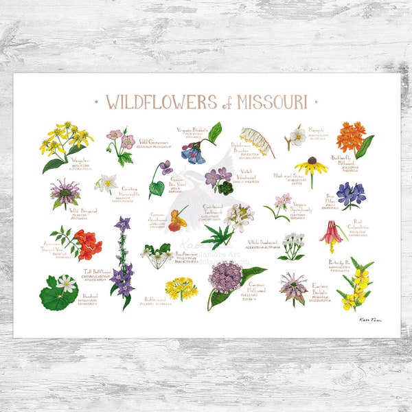 Missouri Wildflowers Field Guide Art Print / Common Flowers of Missouri / Missouri Native Plants Poster