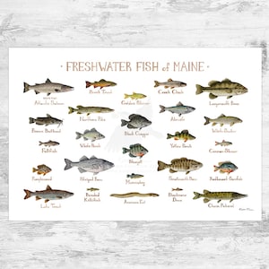 Impression d'art du guide de terrain sur les poissons d'eau douce du Maine / Poster d'étude de la nature des poissons