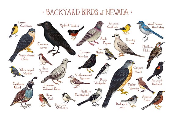 Nevada Backyard Birds Field Guide Art Print Watercolor Etsy