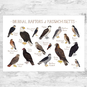 Massachusetts Diurnal Raptors Field Guide Art Print / Hawks, Falcons, Eagles, Vultures / Nature Study / Birds of Prey Poster