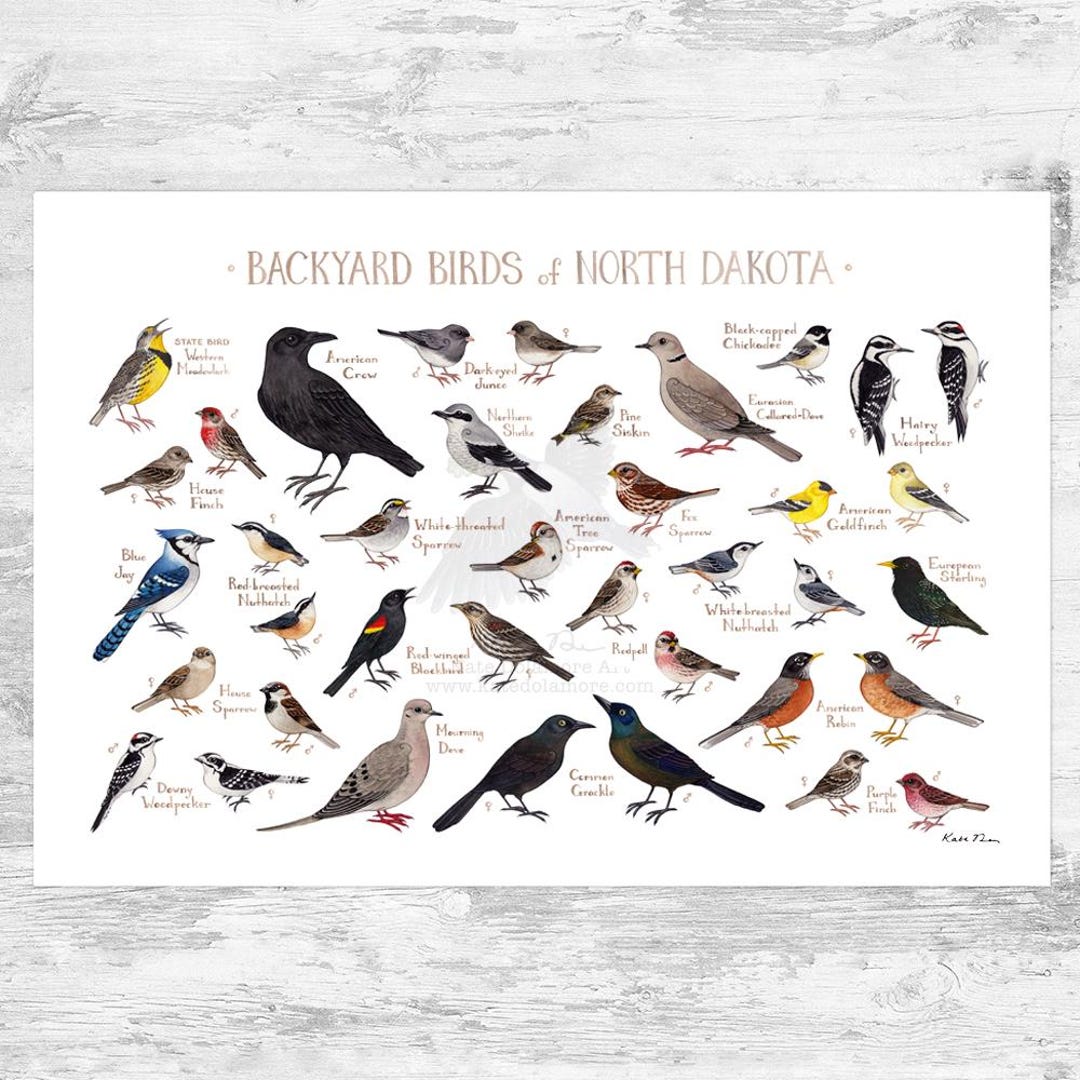 North Dakota Backyard Birds Field Guide Art Print / Watercolor Painting ...