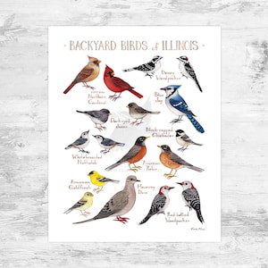 Illinois Backyard Birds Field Guide Art Print Mini 8x10