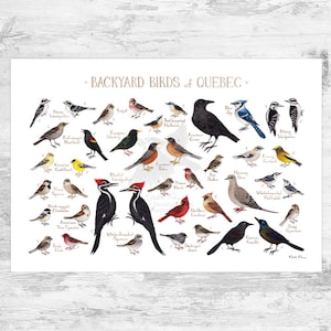 Quebec Backyard Birds Field Guide Art Print / Watercolor Painting / Wall Art / Nature Print / Bird Poster