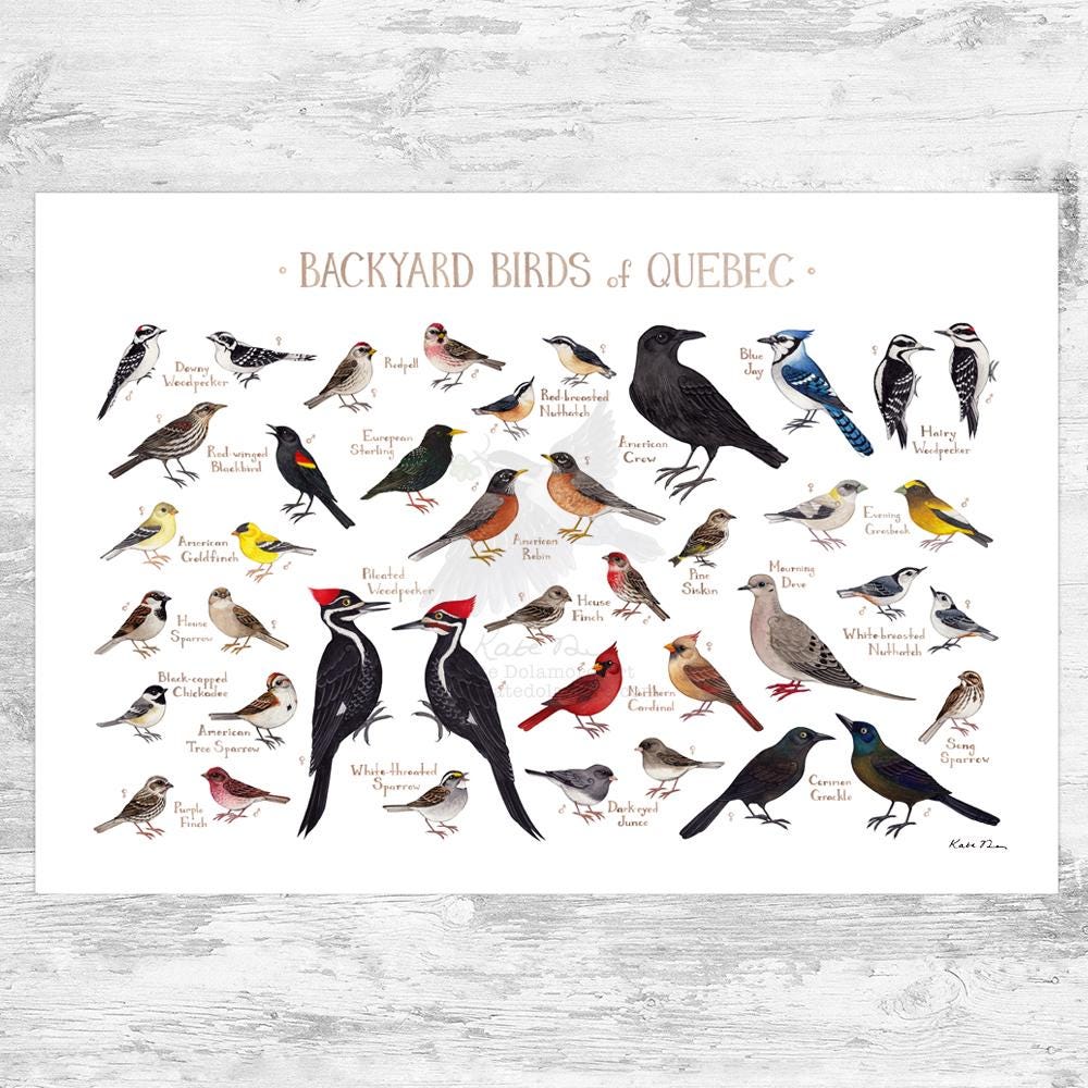 Quebec Backyard Birds Field Guide Art Print / Watercolor Painting