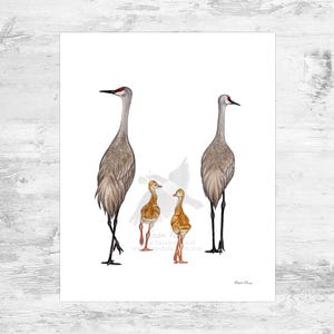 Sandhill Crane Family of 4 Signed Art Print / 8x10 Sandhill Crane Watercolor Painting Art Print