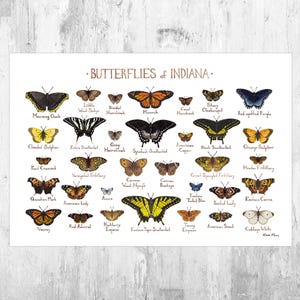 Indiana Butterflies Field Guide Art Print / Butterfly Poster / Watercolor Painting / Wall Art / Nature Print