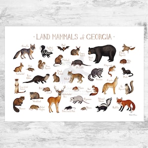Georgia Land Mammals Field Guide Art Print  / Animals of Georgia / Watercolor Painting / Wall Art / Nature Print / Wildlife Poster