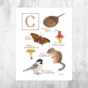 Letter "C" Nature Alphabet Art Print  / Monogram / Initial Wall Art / Watercolor Nature Print
