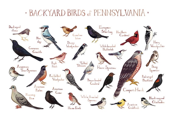 Pennsylvania Backyard Birds Field Guide Art Print 