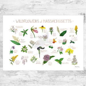 Guía de campo de flores silvestres de Massachusetts Impresión de arte / Flores comunes de Massachusetts / Cartel de plantas nativas de Massachusetts