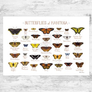 Manitoba Butterflies Field Guide Art Print / Butterfly Poster / Canada Nature Study Wall Art / Canadian Wildlife Print