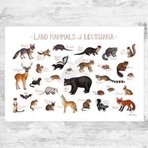 Louisiana Land Mammals Field Guide Kunstdruck / Tiere aus Louisiana / Aquarell Malerei / Naturmalerei / Wildtier Poster