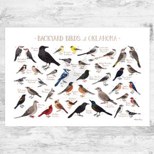 Impresión artística de guía de campo de aves de patio trasero de Oklahoma / Impresión de pintura de acuarela / Arte mural de observación de aves / Impresión de naturaleza / Póster de aves