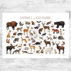 Impression d'art guide des mammifères du Colorado / Animaux du Colorado / Peinture à l'aquarelle / Art mural / Impression de la nature / Poster de la faune