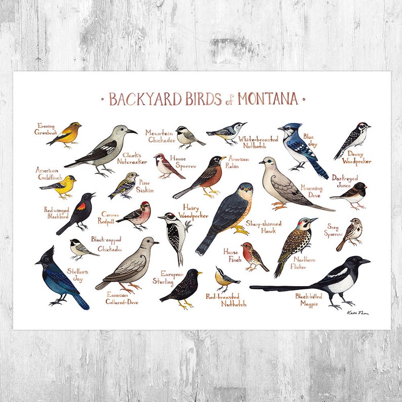 Montana Field Guide Montana Wildlife A Beginner's Field Guide to