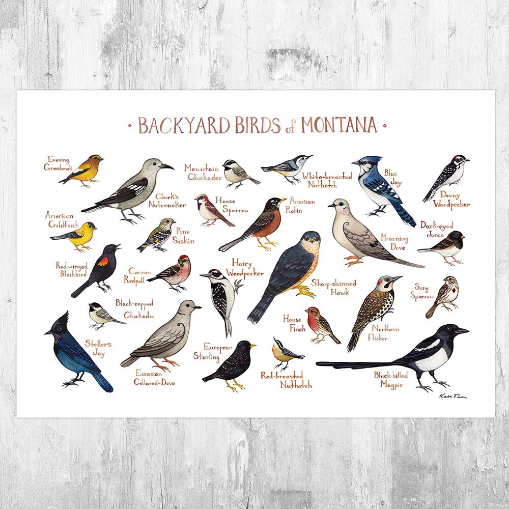Montana Backyard Birds Field Guide Art Print / Watercolor | Etsy