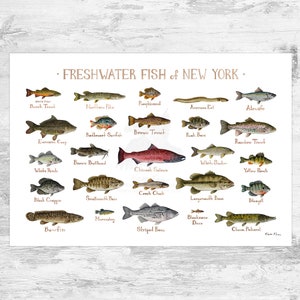 Impression d'art du guide de terrain sur les poissons d'eau douce de New York / Poster d'étude de la nature des poissons 19x13 (signed)