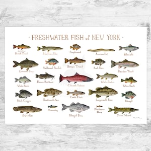 Impression d'art du guide de terrain sur les poissons d'eau douce de New York / Poster d'étude de la nature des poissons