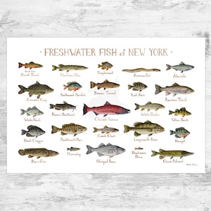 Impression d'art du guide de terrain sur les poissons d'eau douce de New York / Poster d'étude de la nature des poissons 19x13 (signed)