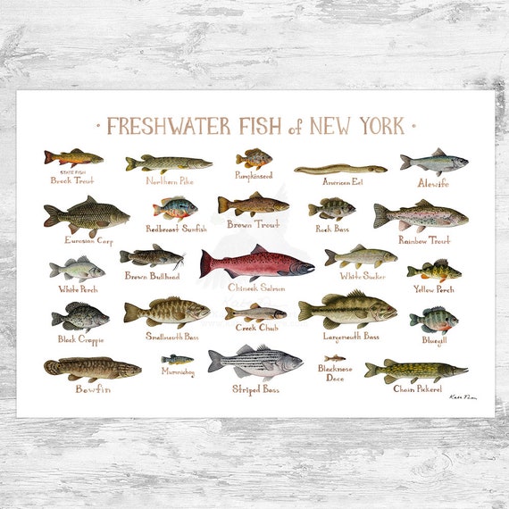 New York Freshwater Fish Field Guide Art Print / Fish Nature Etsy