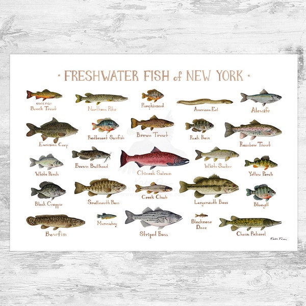 New York Freshwater Fish Field Guide Art Print / Fish Nature Study Poster