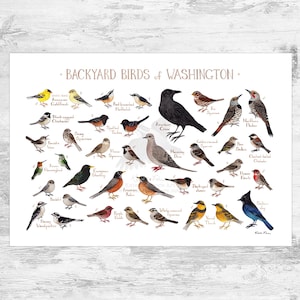 Guía de campo de aves de Washington (impresión artística, acuarela, arte mural de observación de aves, naturaleza, póster de aves)