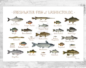 Washington, D.C. Freshwater Fish Field Guide Art Print / District of Columbia Fish Nature Study Poster