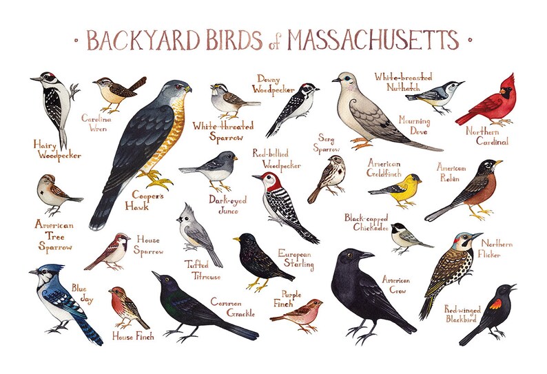 Massachusetts Backyard Birds Field Guide Art Print / | Etsy