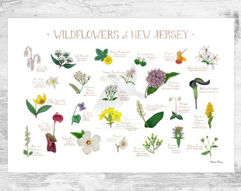 New Jersey Wildflowers Field Guide Art Print / Common Flowers of New Jersey / New Jersey Native Plants Poster
