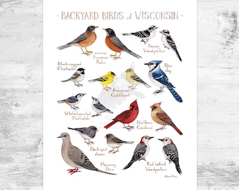 May include: A colorful illustrated poster featuring 14 common backyard birds of Wisconsin. The poster includes the names of each bird, such as American Robin, Blue Jay, and Northern Cardinal. The birds are depicted in a realistic style with detailed feathers and markings.