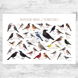 Tennessee Backyard Birds Field Guide Art Print / Impresión de pintura de acuarela / Arte de pared de observación de aves / Impresión de la naturaleza / Cartel de aves