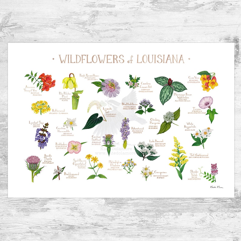 Louisiana Wildflowers Field Guide Art Print / Common Flowers of Louisiana / Louisiana Native Plants Poster 19x13 (signed) inches