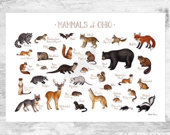 Ohio Mammals Field Guide Art Print  / Animals of Ohio / Watercolor Painting / Wall Art / Nature Print / Wildlife Poster