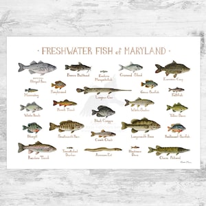 Maryland Freshwater Fish Field Guide Art Print / Fish Nature Study Poster