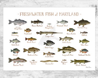 Maryland Freshwater Fish Field Guide Art Print / Fish Nature Study Poster